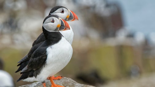 A pair of puffins stood on a rock, Farne Islands, Northumberland